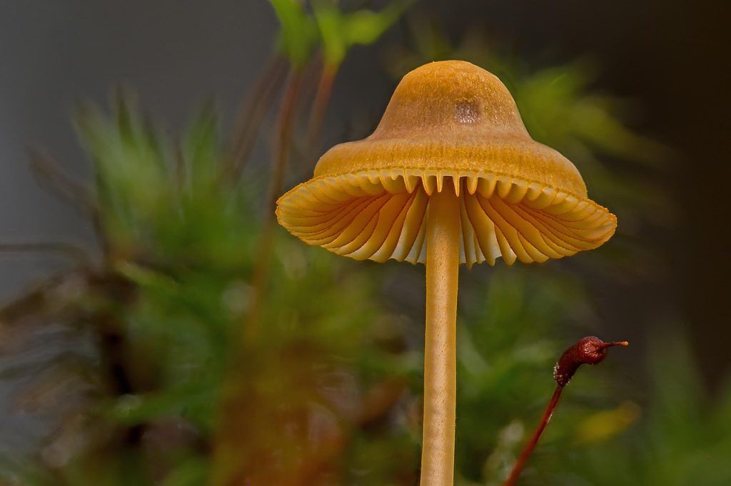 Fungi