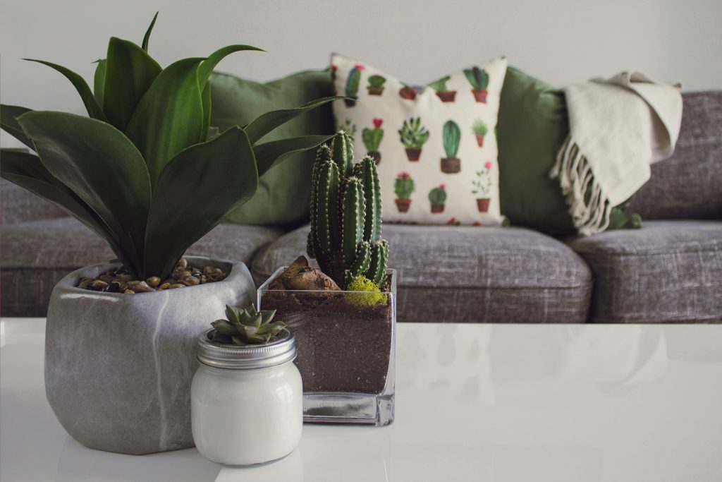 Gasteria Succulent Plants