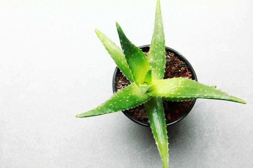 Grow Light Picks for 2025