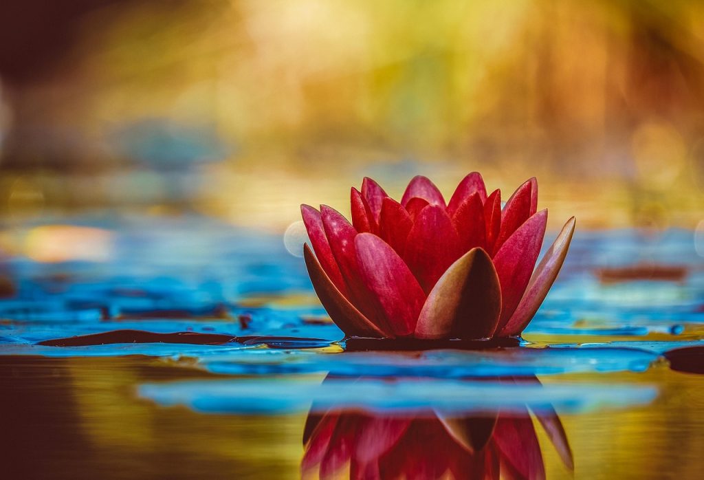 Grow a Garden with Zen Plants