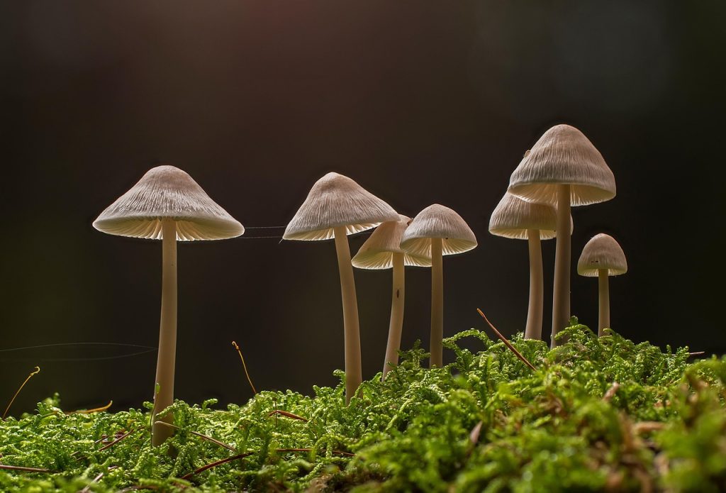 Growing Mushrooms as a Beginner