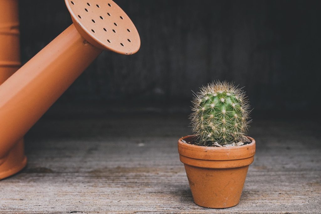 Guide to Low Light Indoor Plants