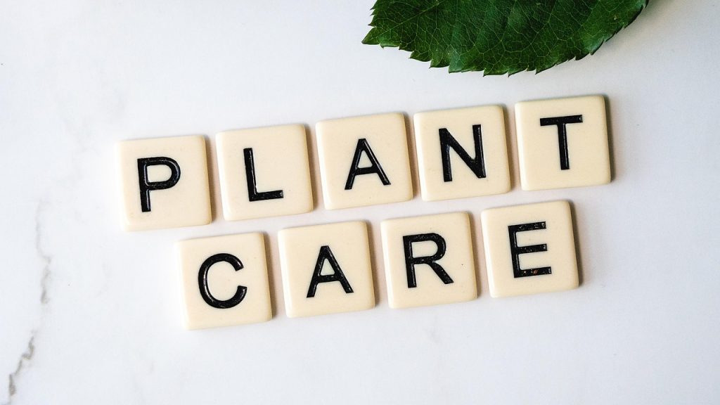 Heatwave Plant Care