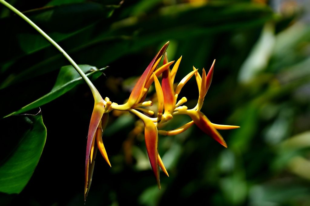 Heliconia