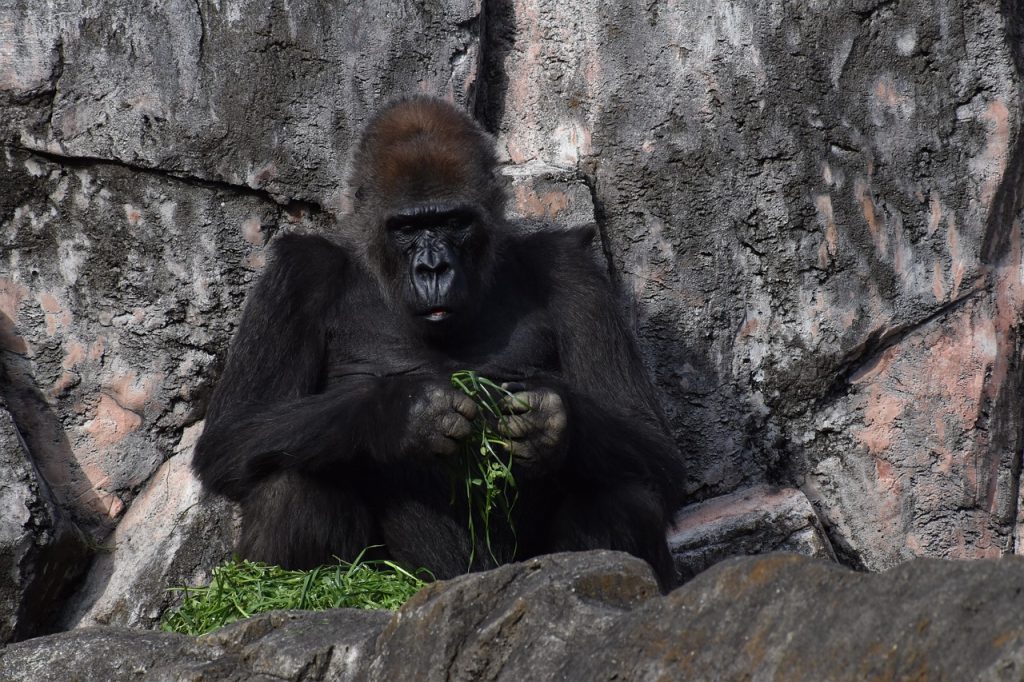 Herbivores eating plants