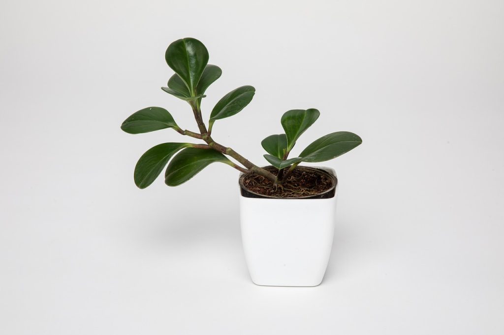 Houseplant Needs Repotting