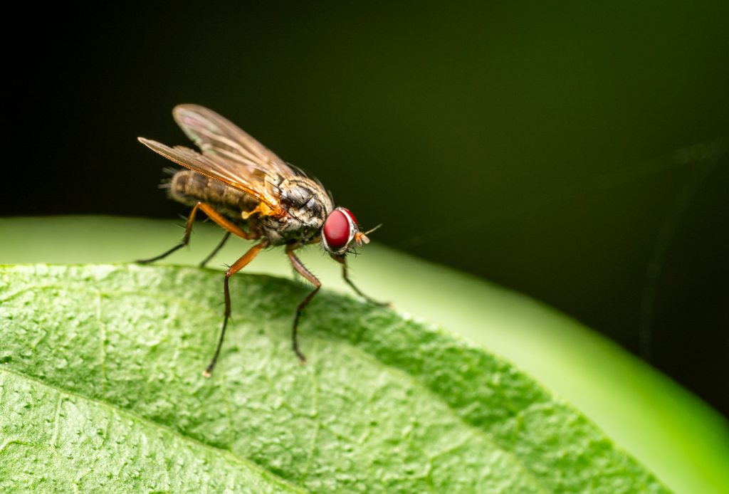 How to Get Rid of Bugs on Indoor Plants