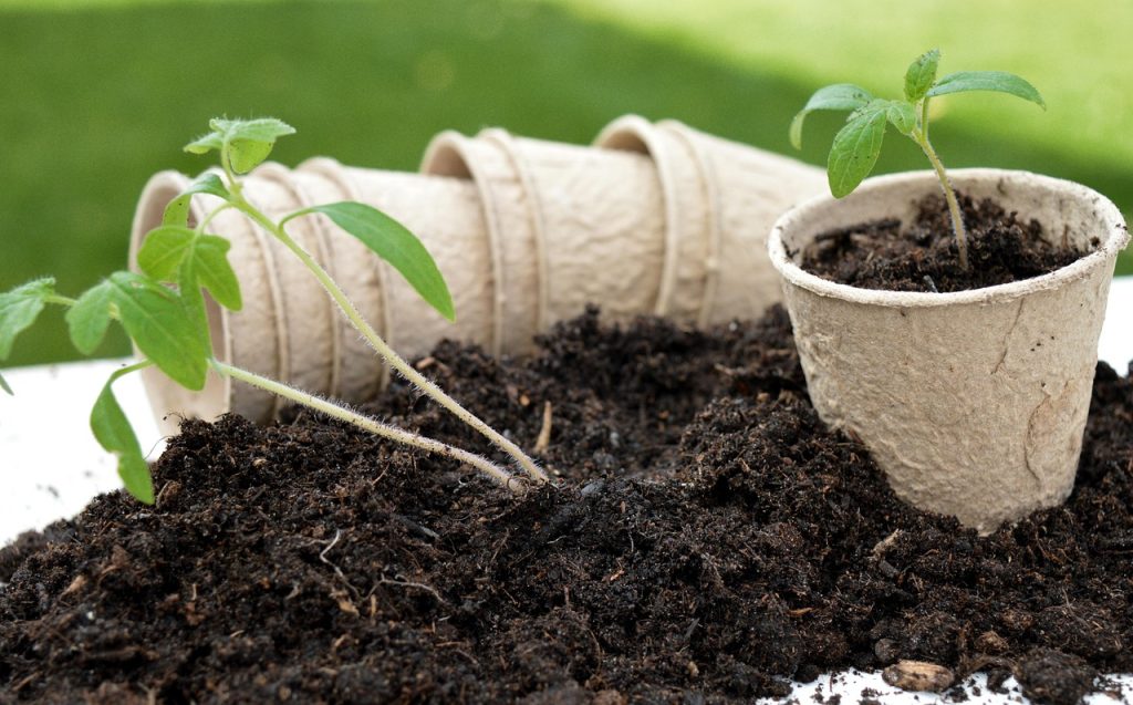 How to Repot a Plant Safely