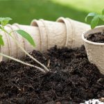 How to Repot a Plant Safely
