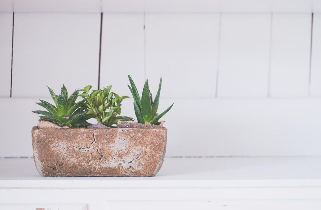 Ideal Plants