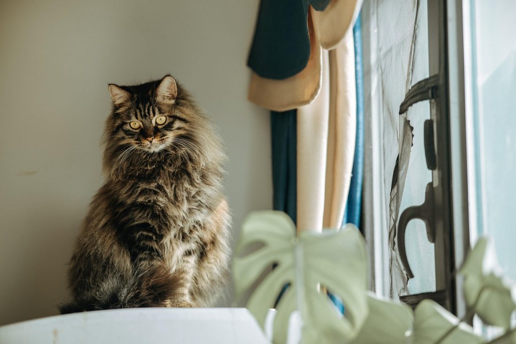 Indoor Plants Safe for Cats
