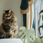 Indoor Plants Safe for Cats