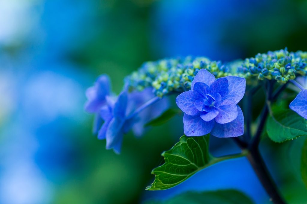 Indoor vs. Outdoor Plant Care
