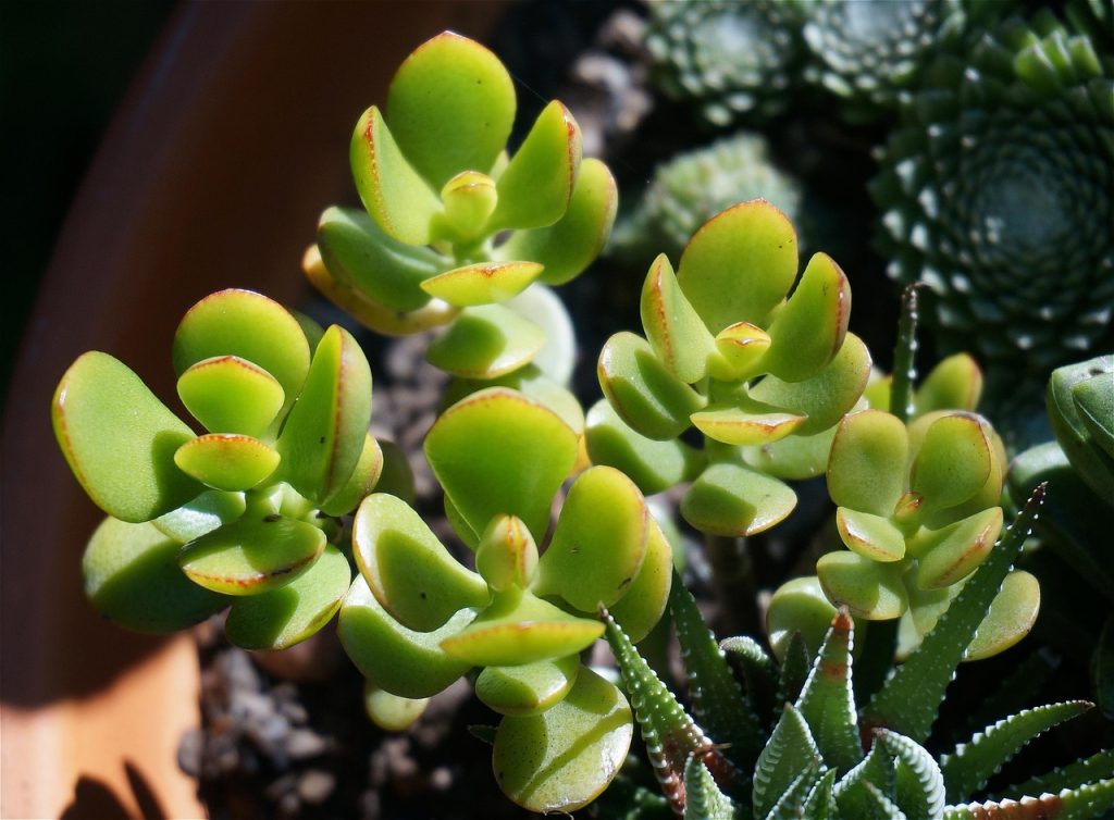 Jade Care Tips