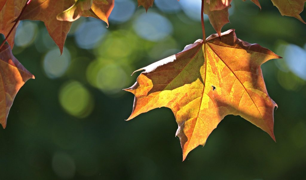 Japanese Maple