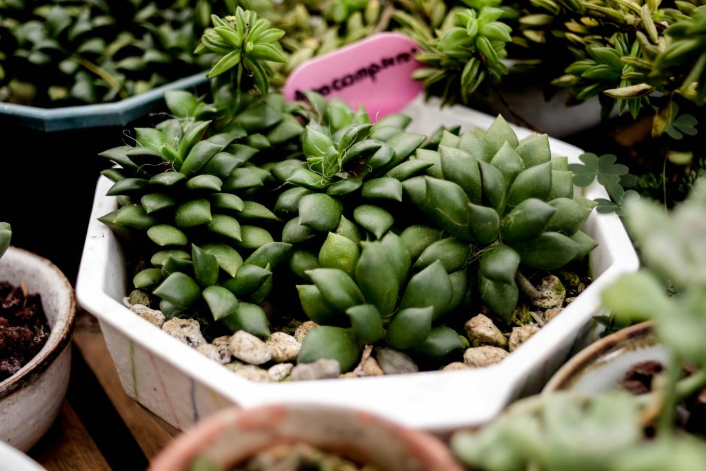 Kalanchoe Succulent Plants