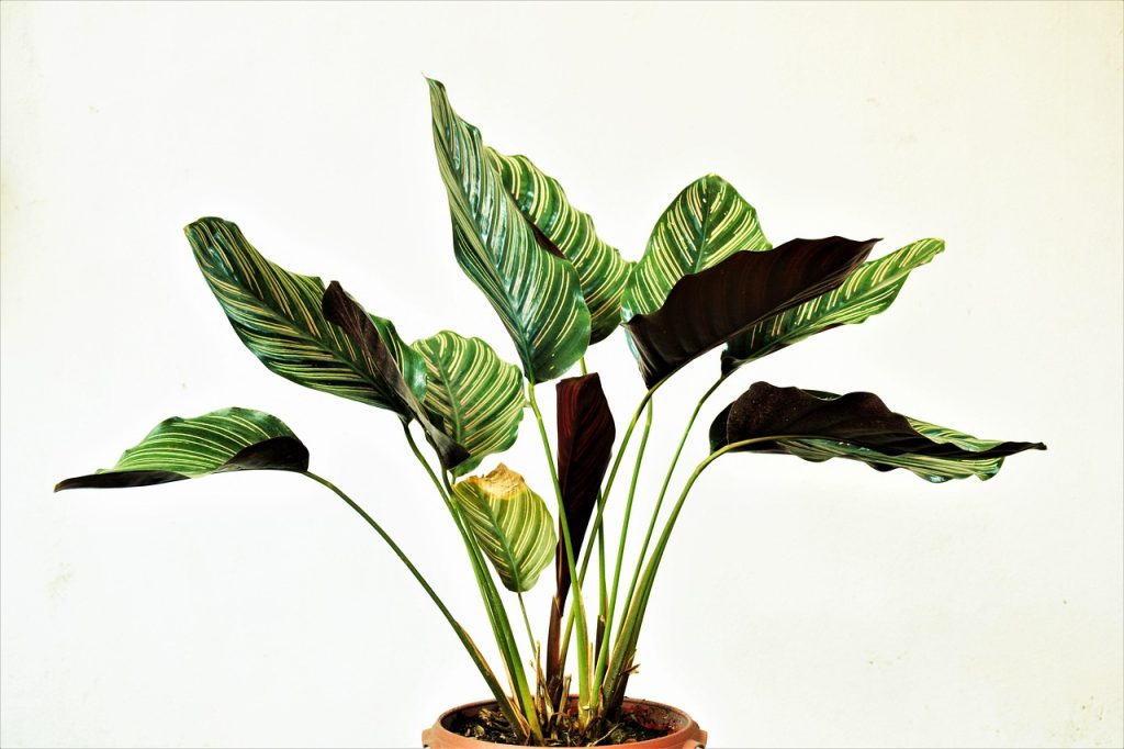 Large Indoor Plants