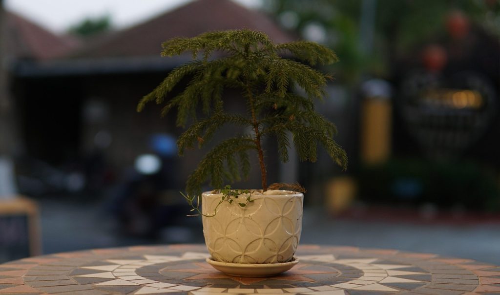 Lights for Indoor Plants