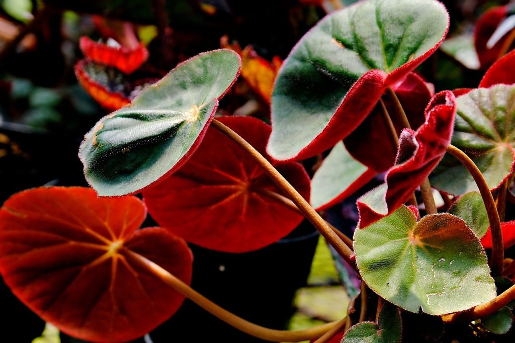 Low Light Indoor Plants