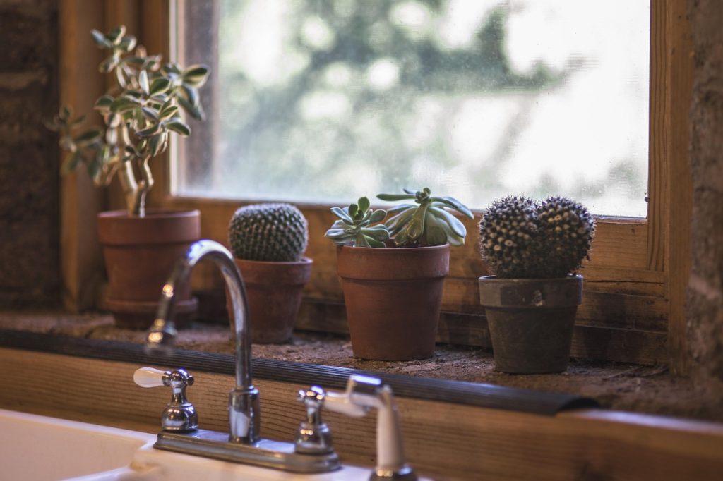 Low Maintenance Indoor Plants