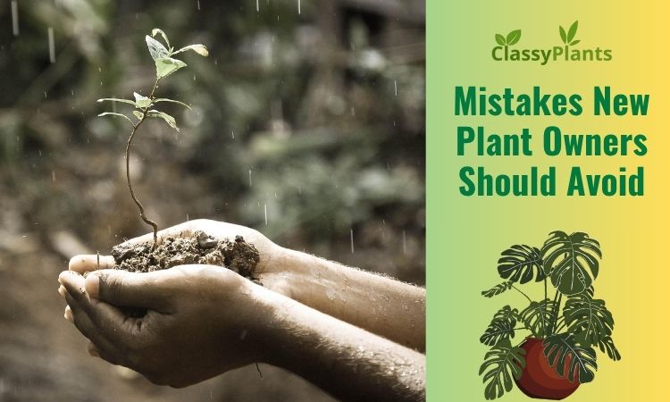 Mistakes New Plant Owners Should Avoid