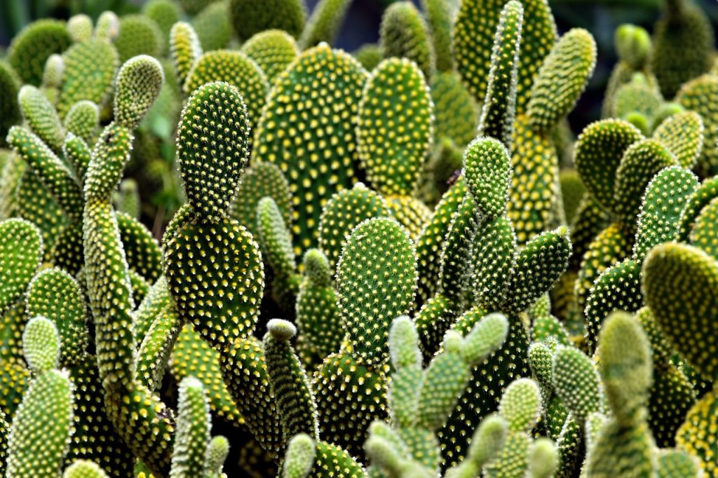 Moon Cactus