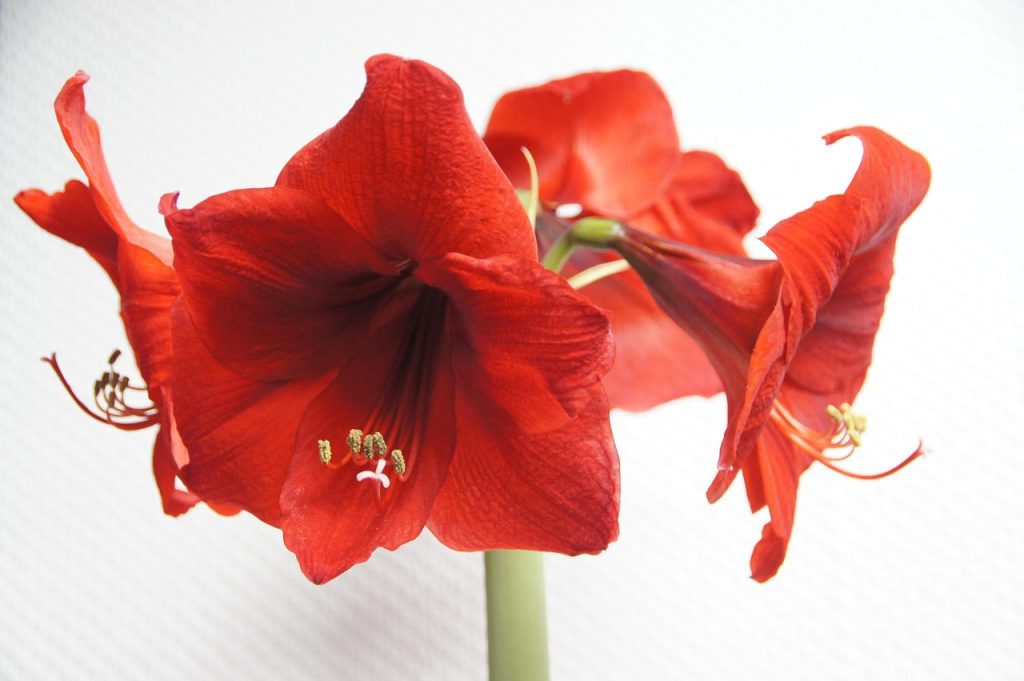 Outdoor Amaryllis Care
