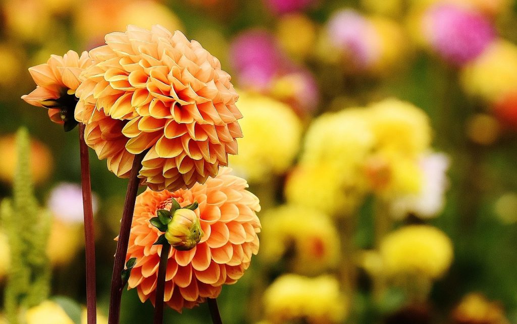 Outdoor Flower Plants for Home Gardens