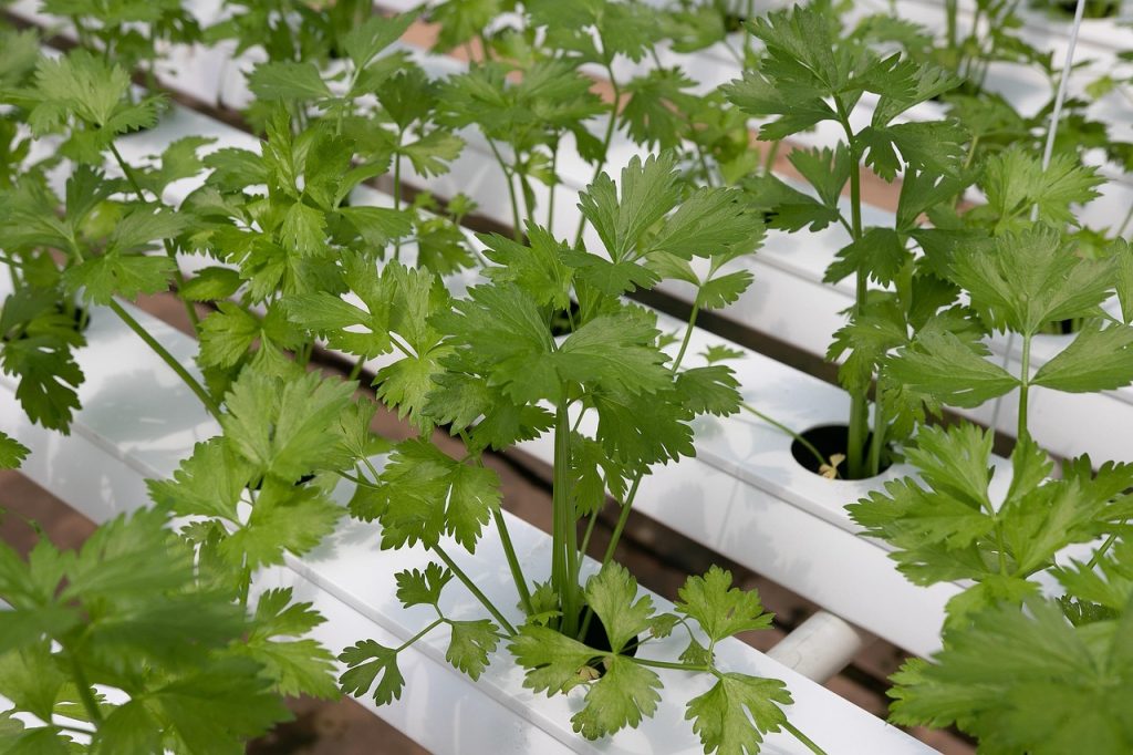 Outdoor Hydroponic