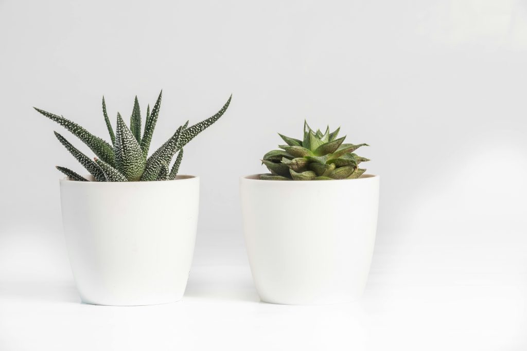 Perfect Succulents
