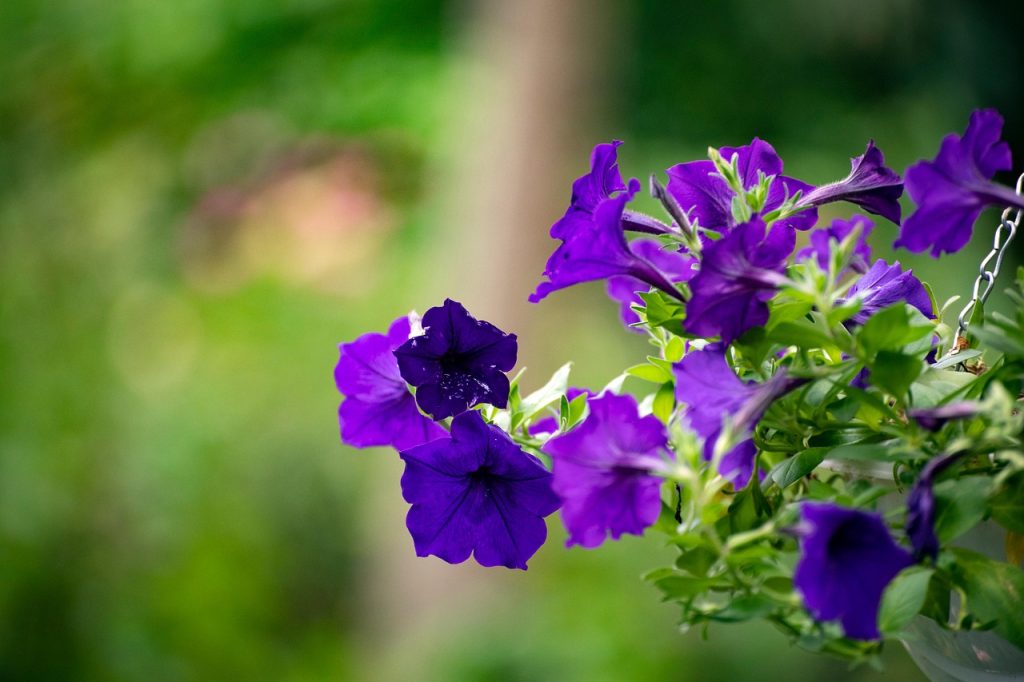 Petunia