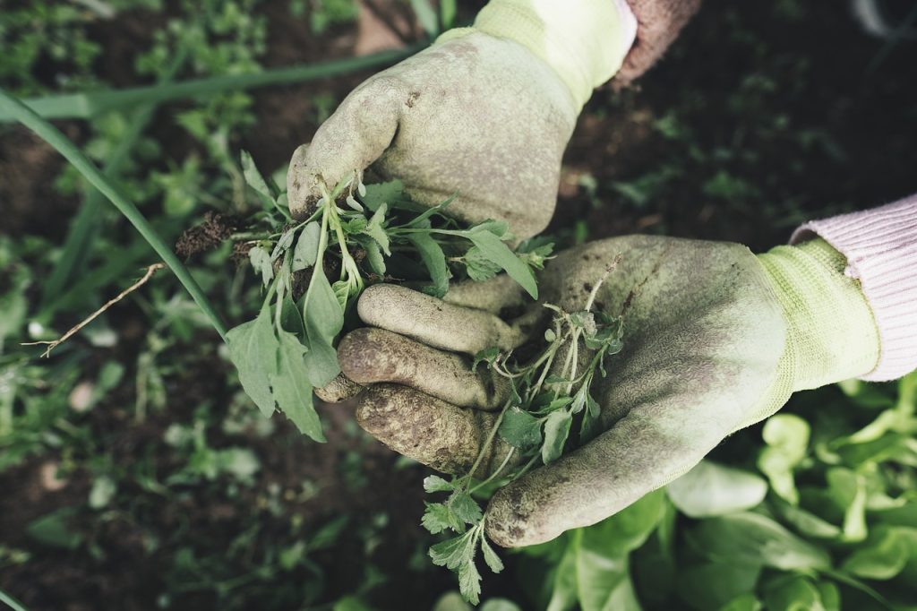 Plant Care Matters