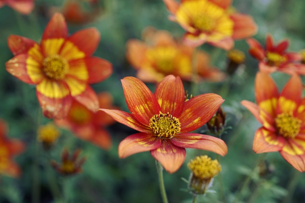 Plant Low Maintenance