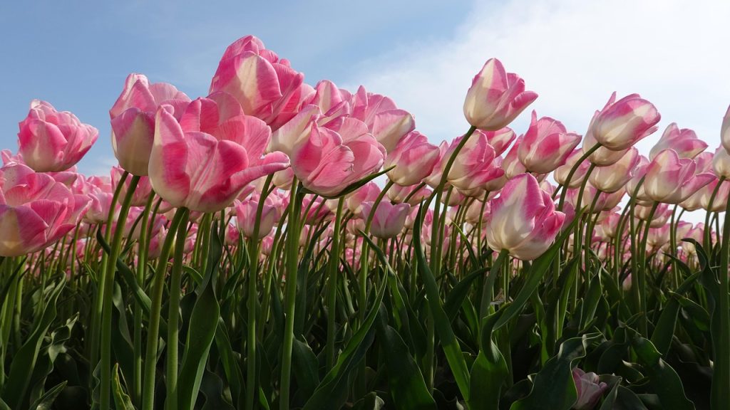 Plant Spring Bulbs