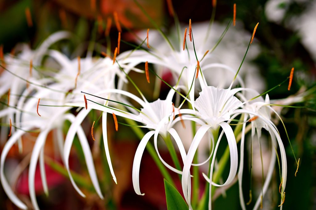 Planting Peace Lilies Outdoors