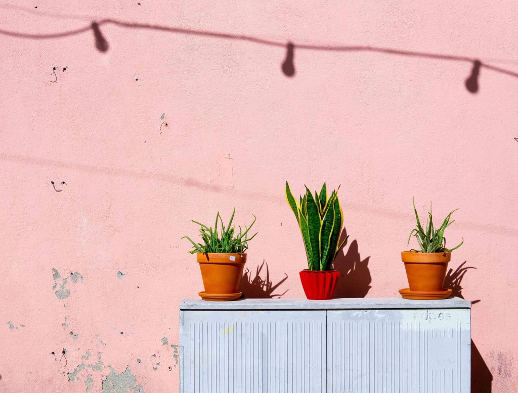 Propagate a Snake Plant