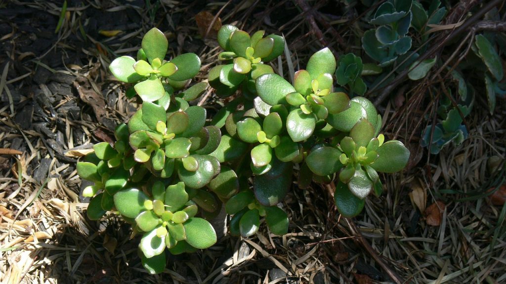Proper Jade Plant Care