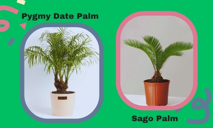 Pygmy Date Palm