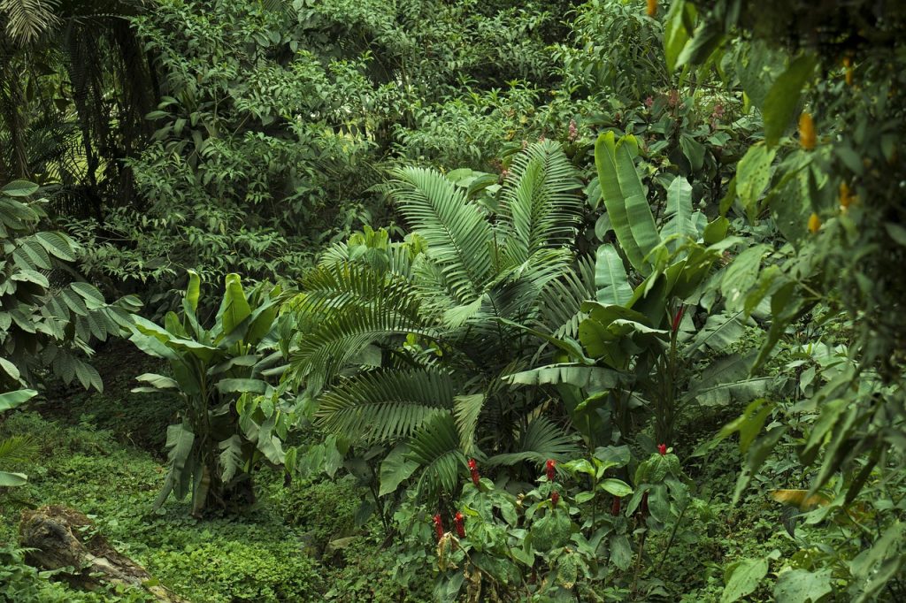 Rainforest Plant Layers