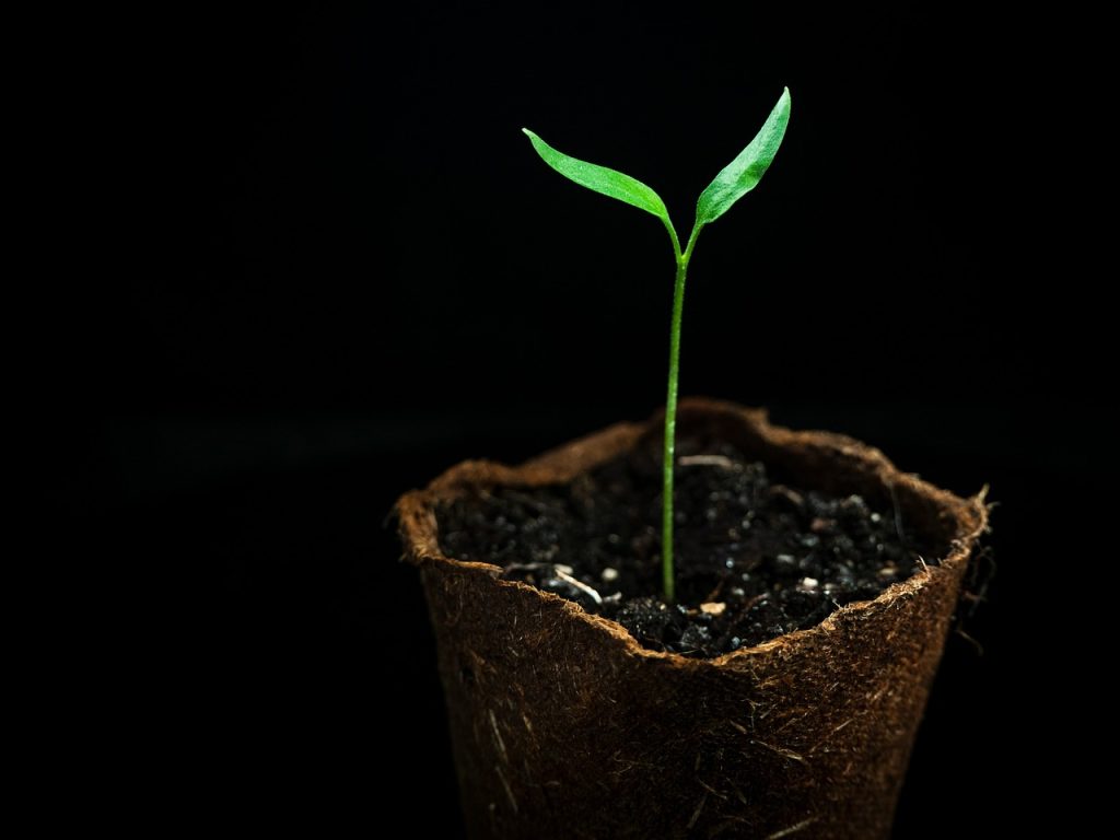 Repotting plants