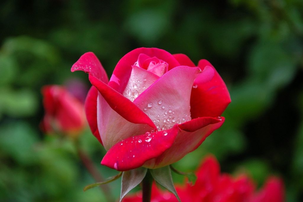 Rose Plant Cell Types and Their Functions