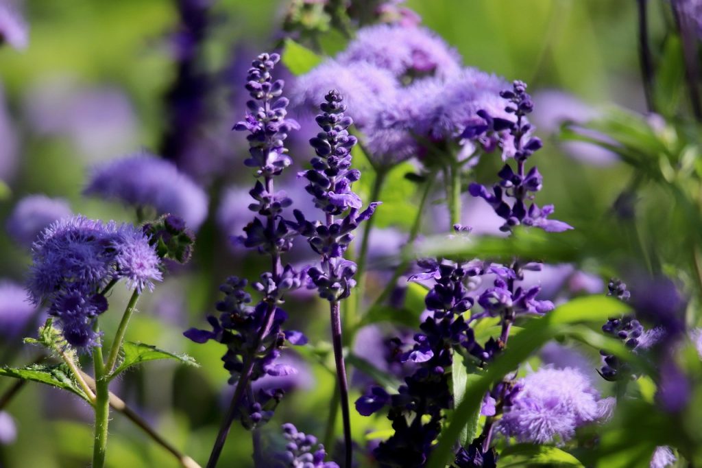 Russian Sage