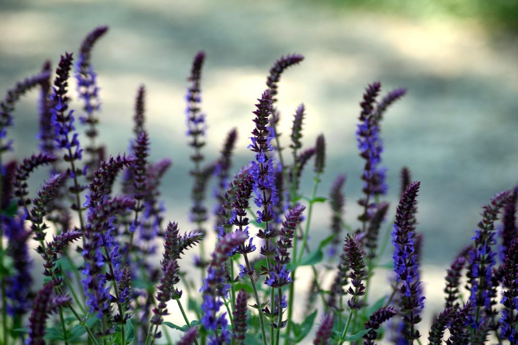 Russian Sage Plant