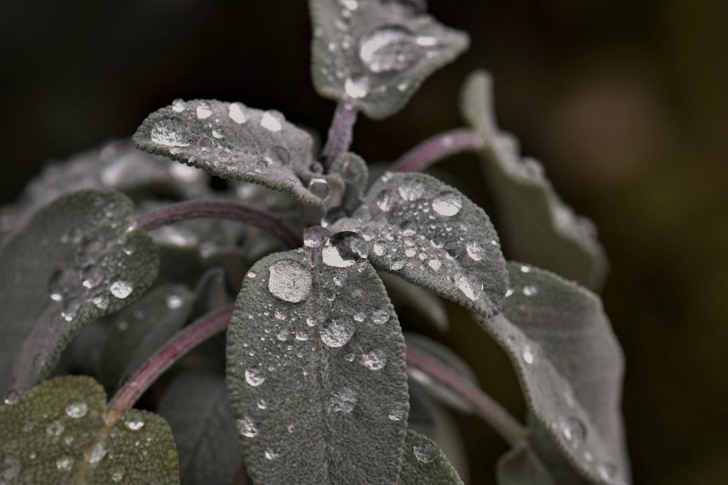 Russian Sage Seasonal Care