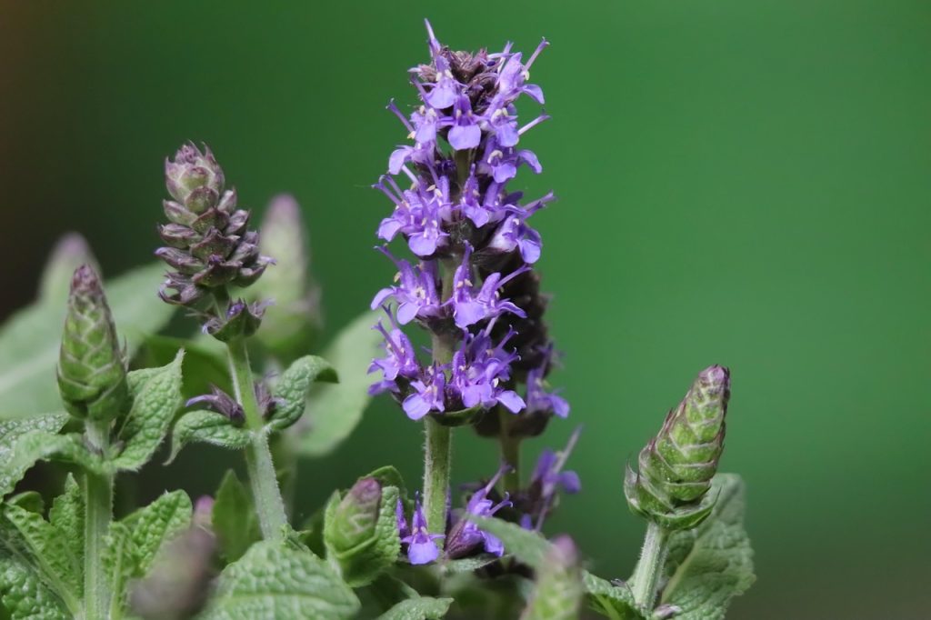 Russian Sage care