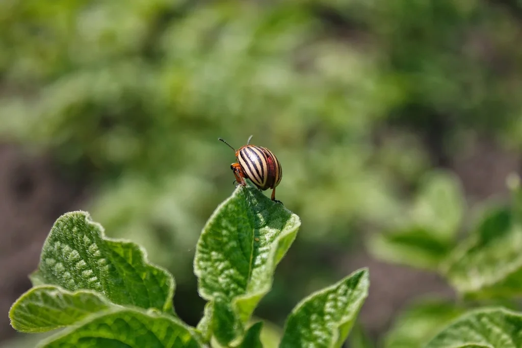 Safe Pest Control