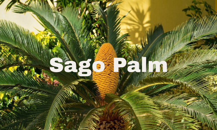 Sago Palm