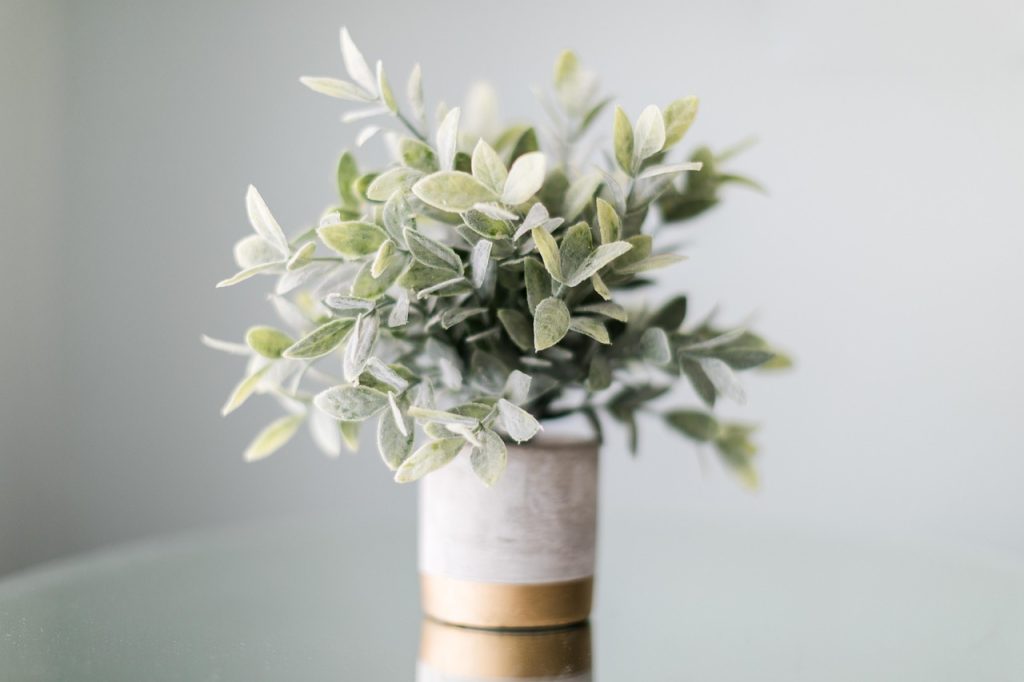 Small Indoor Plants