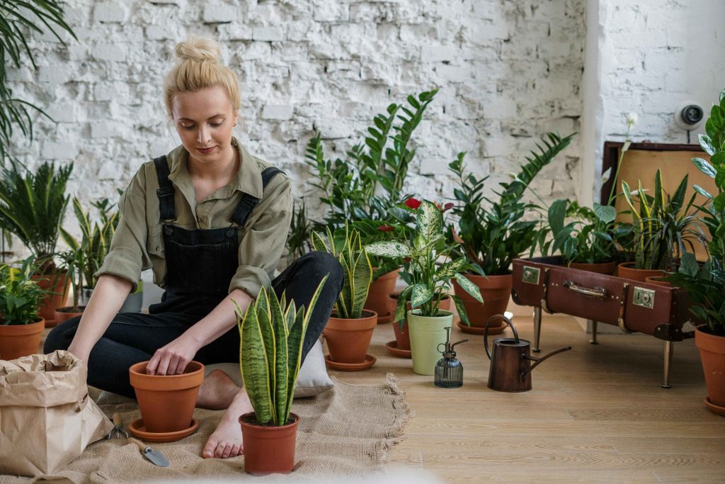 Snake Plant Care