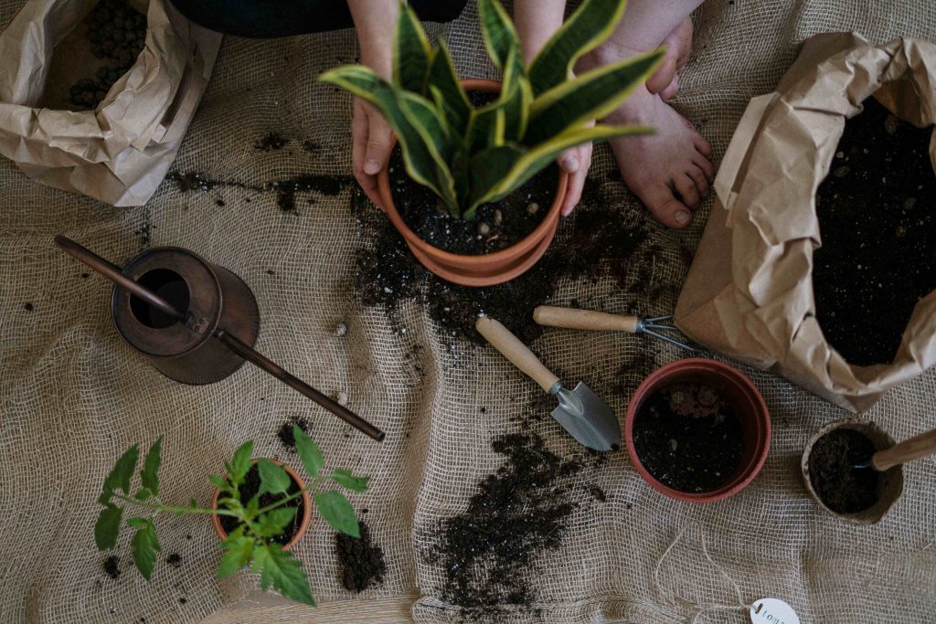 Snake Plant Care Tips